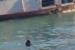 La foule assiste à la mort d'un migrant sans réagir La foule assiste à la mort d'un migrant sans réagir